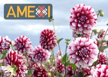 Dalia: la flor de México que conquistó al mundo