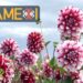 Dalia: la flor de México que conquistó al mundo