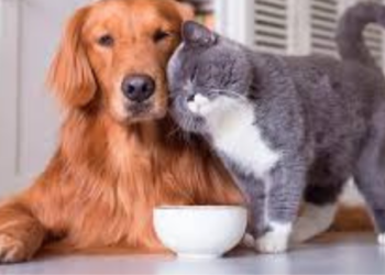 Tips para cuidar a tu mascota en esta temporada de frío.