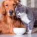 Tips para cuidar a tu mascota en esta temporada de frío.