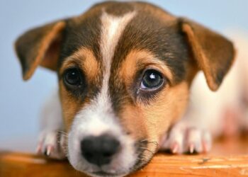 Aprende a tranquilizar a tus perros de los fuegor artificiales