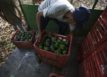 Michoacán primer lugar mundial en producir aguacate 