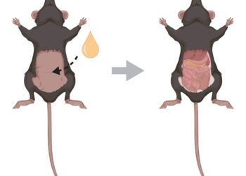Experimento con ratones transparentes abren posibilidad a ver a través de la piel humana