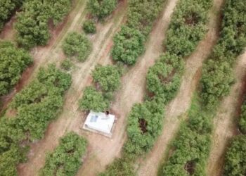 Establecen criterios para certificar huertas de aguacate
