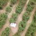 Establecen criterios para certificar huertas de aguacate