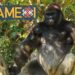 Día Mundial del Gorila, especie que comparte en 98% su ADN con el hombre