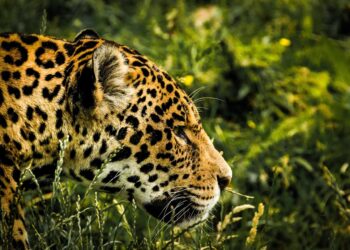Capturan a jaguar en estado crítico con fractura de mandíbula
