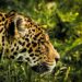 Capturan a jaguar en estado crítico con fractura de mandíbula