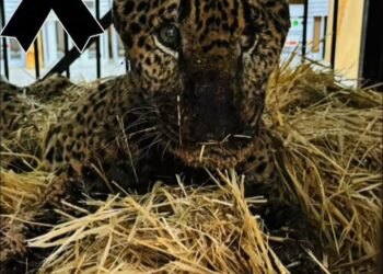 Muere Pacus jaguar rescatado en carretera de Hidalgo
