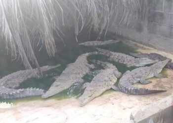 Para Ripley: Ahora se decretó alerta por cocodrilos en Acapulco