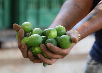 Limón