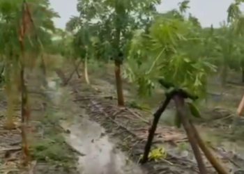 Las lluvias y huracanes revierten la sequía prolongada de los últimos 14 años en Oaxaca