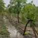 Las lluvias y huracanes revierten la sequía prolongada de los últimos 14 años en Oaxaca