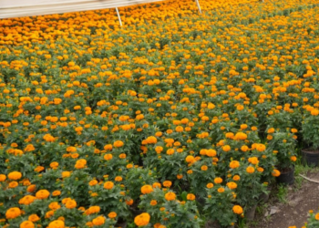 ¡SOS! para productores de Cempasúchil de Xochimilco