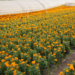 ¡SOS! para productores de Cempasúchil de Xochimilco