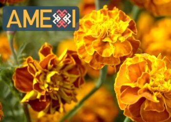 VIDEO: El Cempasúchil, la flor que representa la vida y la muerte