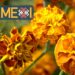VIDEO: El Cempasúchil, la flor que representa la vida y la muerte