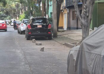 Reporte ciudadano Cuauhtémoc: franeleros se adueñan de las calles