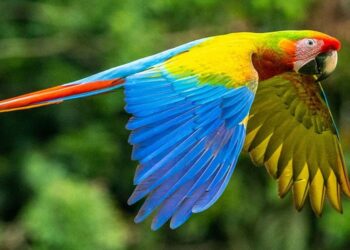 ONU pide al mundo “acciones” en favor de la biodiversidad