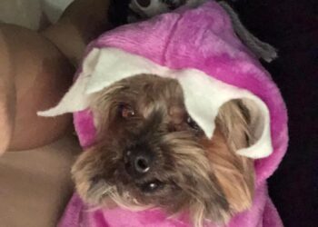 ¿Cómo proteger a tus mascotas durante Día de Muertos?