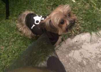 Tips para el cuidado de tu mascotas.