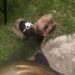Tips para el cuidado de tu mascotas.