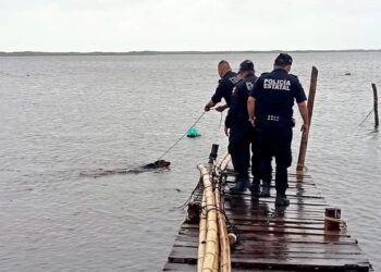¡Increíble!: sobrevive a Milton un perro amarrado a un muelle 