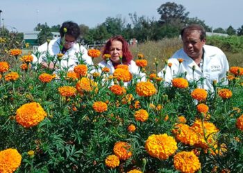 Científicos de la UNAM realizan investigaciones sobre la flor de cempasúchil