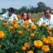 Científicos de la UNAM realizan investigaciones sobre la flor de cempasúchil