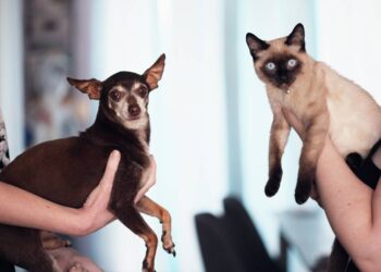 Tips para el cuidado de tu mascota.