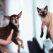 Tips para el cuidado de tu mascota.