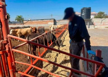 Aseguran ganado presuntamente por estar contaminado con clembuterol