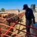Aseguran ganado presuntamente por estar contaminado con clembuterol