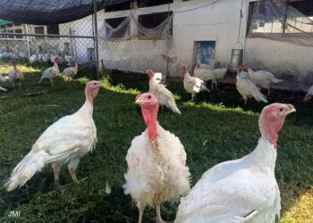 Los mexicanos consumen pavo más en Nochebuena