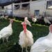 Los mexicanos consumen pavo más en Nochebuena