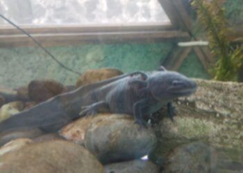 Día Nacional del Ajolote: Conciencia sobre la especie endémica de México en peligro de extinción