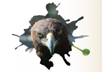 Día Nacional del Águila Real