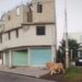 El Rey León