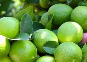 Limón
