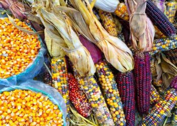 Doblan a México, importará maíz transgénico