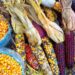 Doblan a México, importará maíz transgénico