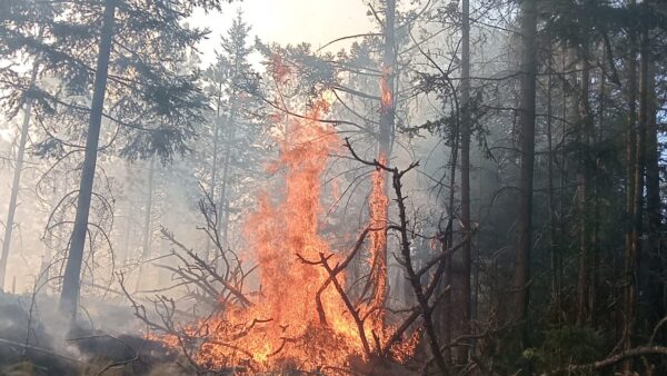 Los bosques del Citlaltépetl son considerados área natural protegida por el gobierno federal.