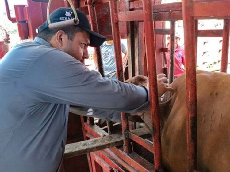 La presidenta Claudia Sheinbaum dijo que es “injusta” la decisión de cerrar la frontera por el gusano barrenador. Foto: Especial /AMEXI.