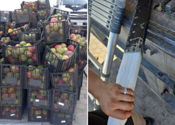 Aseguran 340 kilos de probable metanfetamina en cargamento de mangos en BC