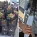 Aseguran 340 kilos de probable metanfetamina en cargamento de mangos en BC