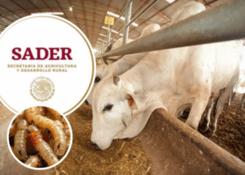 Diputados buscan reunirse con autoridades federales para conocer acciones contra gusano barrenador