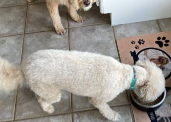 Buscan que gastos en alimentación y salud de mascotas sean deducibles