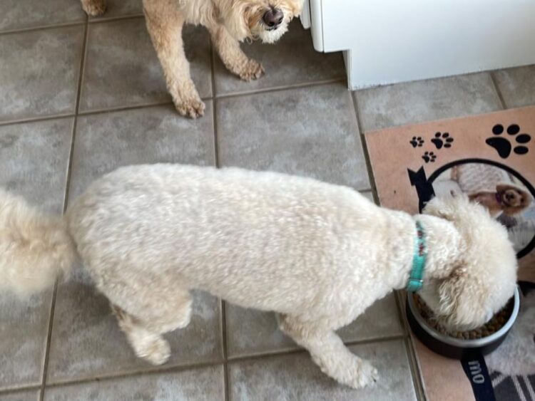 Buscan que gastos en alimentación y salud de mascotas sean deducibles