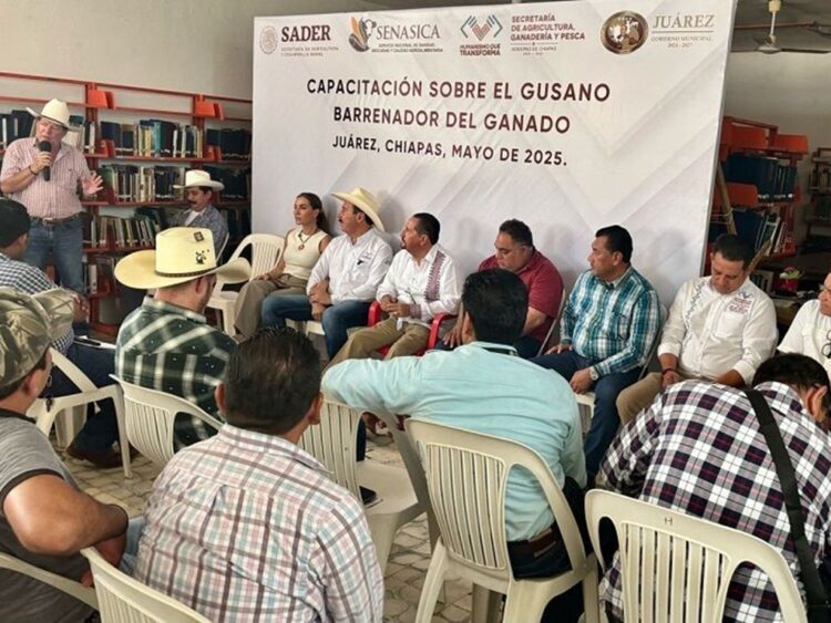 Descartan cuarentenas y sacrificios por gusano barrenador en Chiapas.