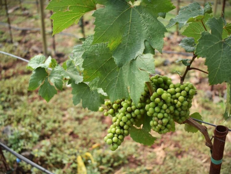 Celebra a mamá con vino y naturaleza en Nayarit